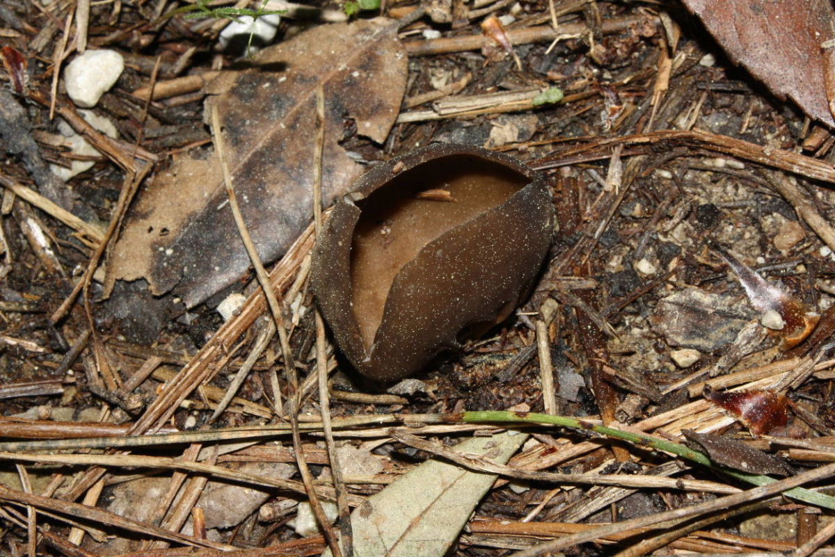 Fungo da determinare-4